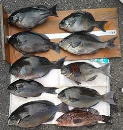 山洋渡船の2025年3月29日(土)2枚目の写真