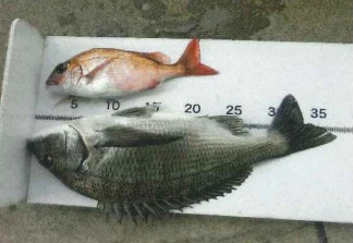 脇田海釣り桟橋の2025年4月12日(土)1枚目の写真