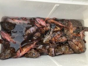 民宿とねの2025年5月3日(土)2枚目の写真