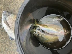 民宿とねの2025年5月11日(日)1枚目の写真
