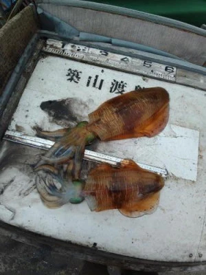 築山渡船の2025年5月21日(水)2枚目の写真