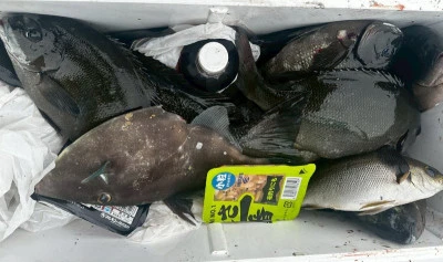 瀬渡し 磯の2025年5月18日(日)5枚目の写真