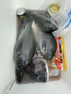 ヒダカ水産の2025年5月10日(土)1枚目の写真