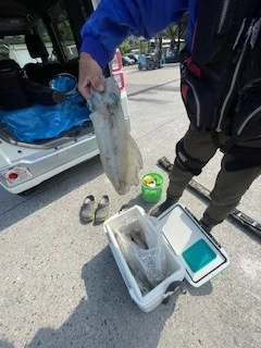ヒダカ水産の2025年5月12日(月)1枚目の写真