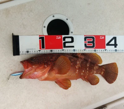 遊漁船 サザンブルーの2025年5月24日(土)3枚目の写真