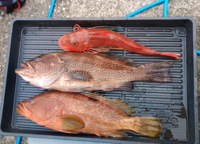 遊漁船 サザンブルーの2025年5月24日(土)4枚目の写真