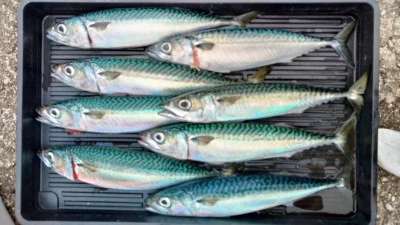 遊漁船 サザンブルーの2025年5月24日(土)5枚目の写真