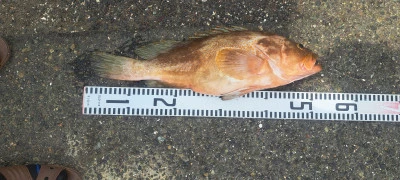 釣り船くわだの2025年5月23日(金)2枚目の写真
