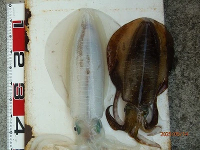 奥田つり具店の2025年5月14日(水)1枚目の写真