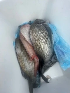 ヒダカ水産の2025年5月25日(日)1枚目の写真