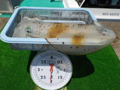 釣り船 久勝丸の2025年5月28日(水)3枚目の写真