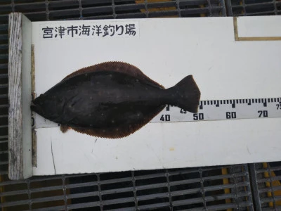 宮津市海洋つり場の2025年6月1日(日)5枚目の写真