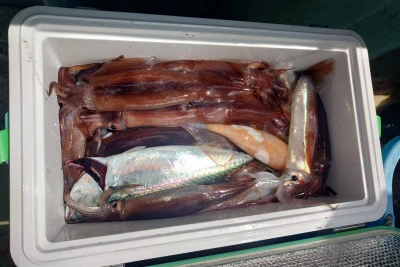 釣り船 秀進丸の2025年6月2日(月)5枚目の写真