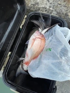 ヒダカ水産の2025年5月28日(水)1枚目の写真