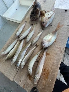 ヒダカ水産の2025年6月1日(日)1枚目の写真