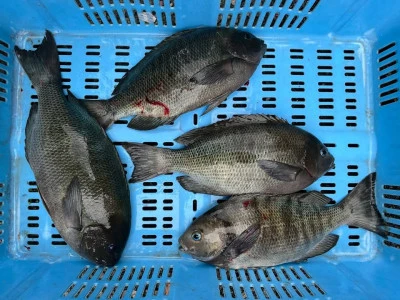 弁天丸の2025年5月23日(金)2枚目の写真