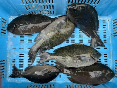 弁天丸の2025年5月28日(水)2枚目の写真