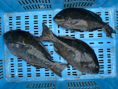 弁天丸の2025年5月28日(水)4枚目の写真
