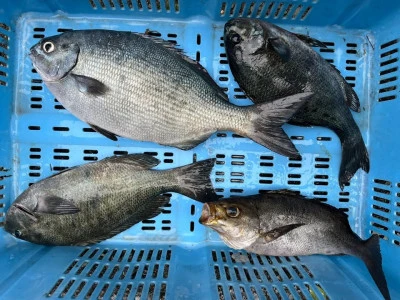 弁天丸の2025年5月28日(水)5枚目の写真