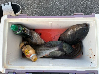 ながはま渡船の2025年6月4日(水)4枚目の写真