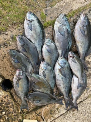 丸銀釣りセンターの2025年6月4日(水)1枚目の写真