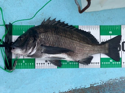釣り筏 宇和海の2025年6月7日(土)1枚目の写真