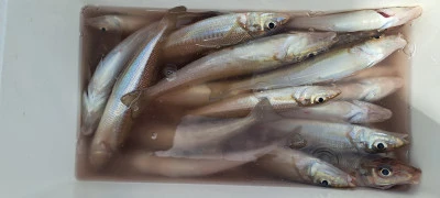 釣り船くわだの2025年6月7日(土)3枚目の写真