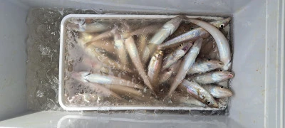 釣り船くわだの2025年6月7日(土)5枚目の写真