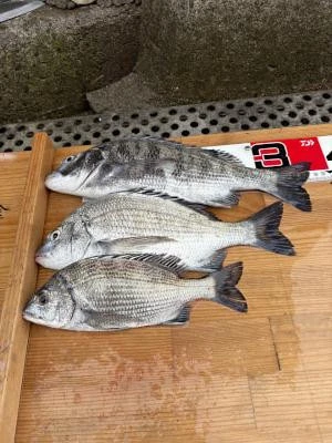 金丸渡船の2025年6月8日(日)2枚目の写真