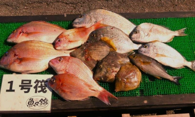 三重外湾漁協 錦事業所直営 釣り筏の2025年6月5日(木)1枚目の写真