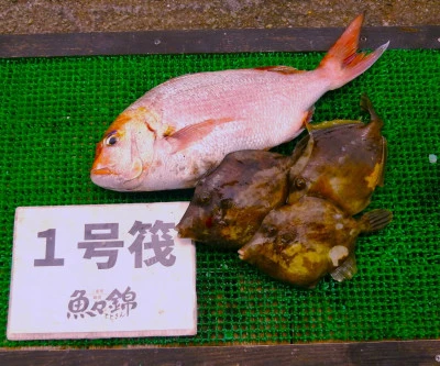 三重外湾漁協 錦事業所直営 釣り筏の2025年6月6日(金)1枚目の写真