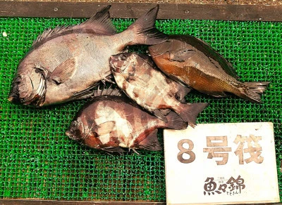三重外湾漁協 錦事業所直営 釣り筏の2025年6月6日(金)3枚目の写真