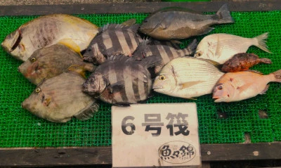 三重外湾漁協 錦事業所直営 釣り筏の2025年6月7日(土)1枚目の写真