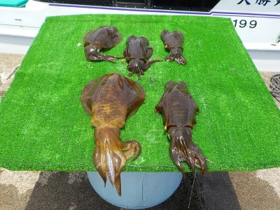 釣り船 久勝丸の2025年6月7日(土)3枚目の写真
