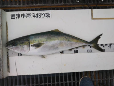 宮津市海洋つり場の2025年6月9日(月)3枚目の写真