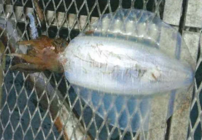 脇田海釣り桟橋の2025年5月21日(水)1枚目の写真