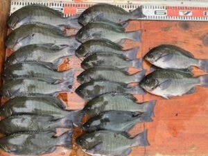 民宿とねの2025年6月6日(金)1枚目の写真