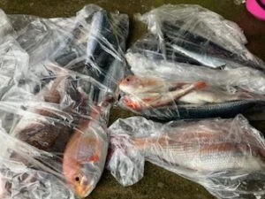 民宿とねの2025年6月8日(日)2枚目の写真