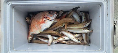 釣り船くわだの2025年6月12日(木)2枚目の写真