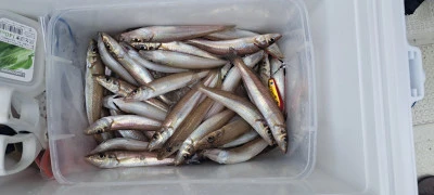 釣り船くわだの2025年6月12日(木)3枚目の写真