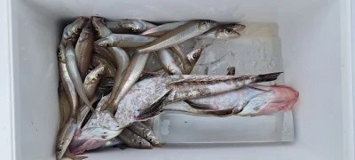 釣り船くわだの2025年6月12日(木)4枚目の写真