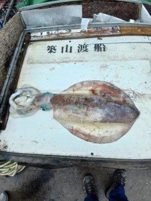 築山渡船の2025年6月14日(土)2枚目の写真