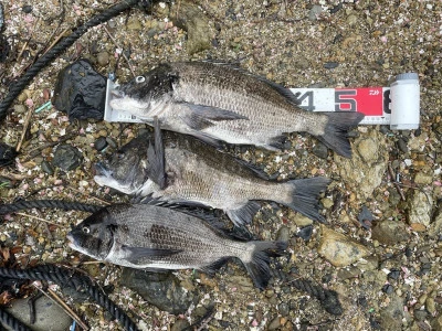 釣り筏 宇和海の2025年6月14日(土)1枚目の写真