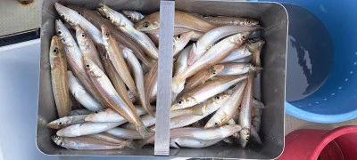 釣り船くわだの2025年6月14日(土)1枚目の写真