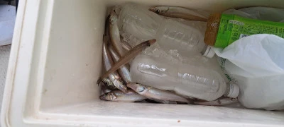 釣り船くわだの2025年6月14日(土)2枚目の写真
