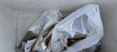 釣り船くわだの2025年6月14日(土)3枚目の写真
