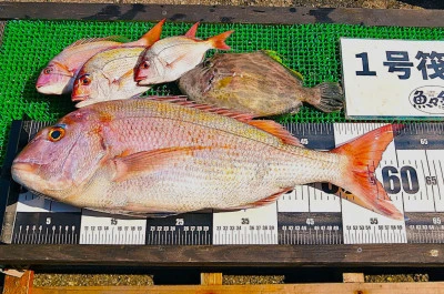 三重外湾漁協 錦事業所直営 釣り筏の2025年6月13日(金)1枚目の写真