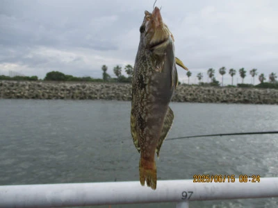 尼崎市立魚つり公園の2025年6月15日(日)2枚目の写真