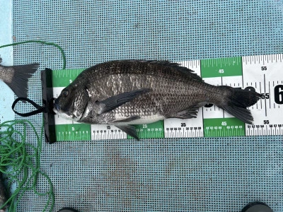 釣り筏 宇和海の2025年6月15日(日)1枚目の写真