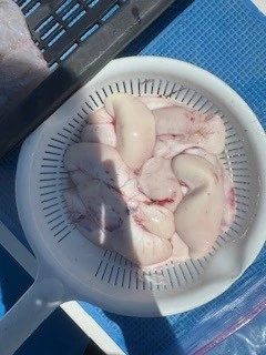 豊丸の2025年6月17日(火)4枚目の写真